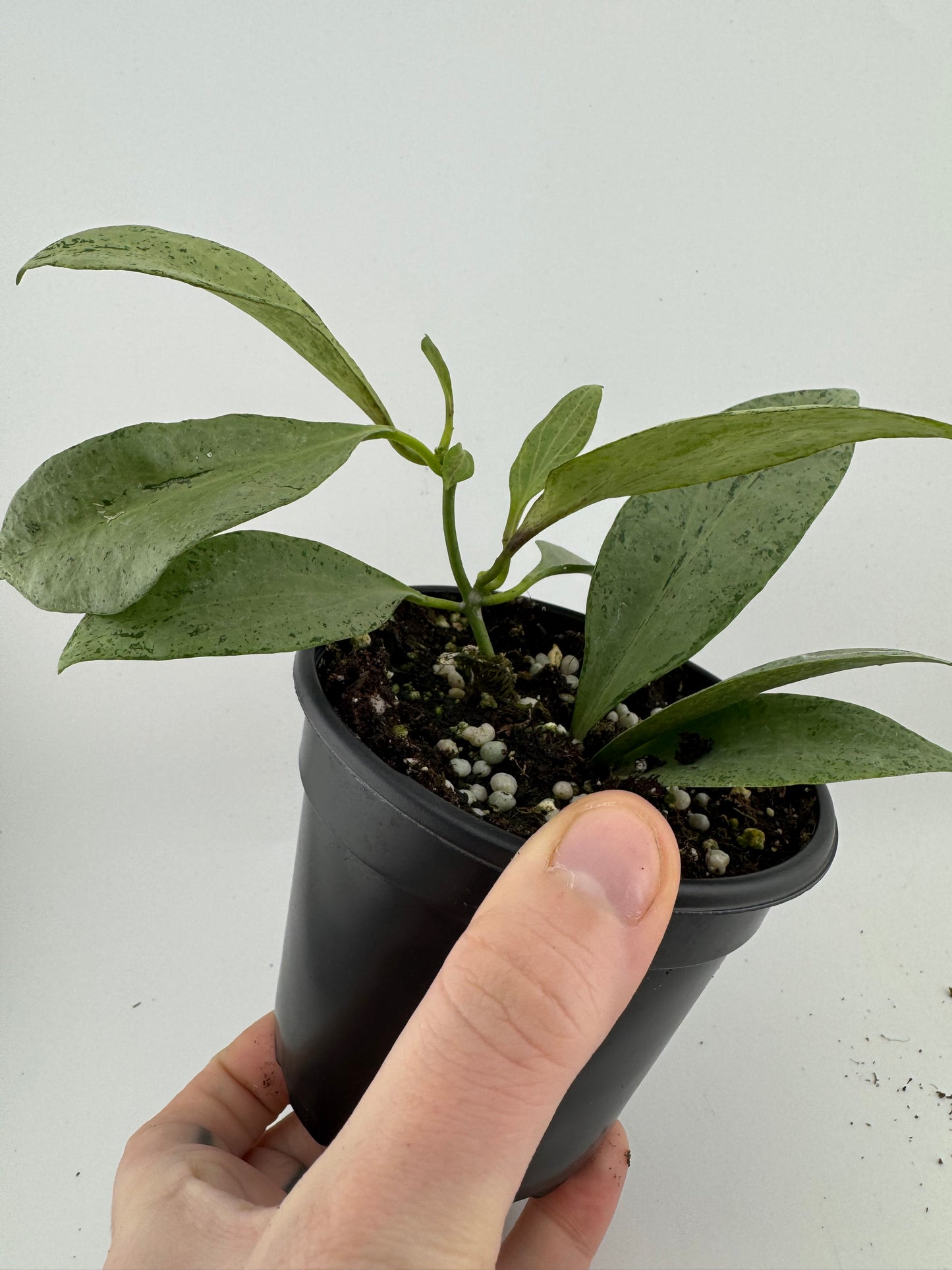 1197 | 4" Hoya New Guinea Ghost