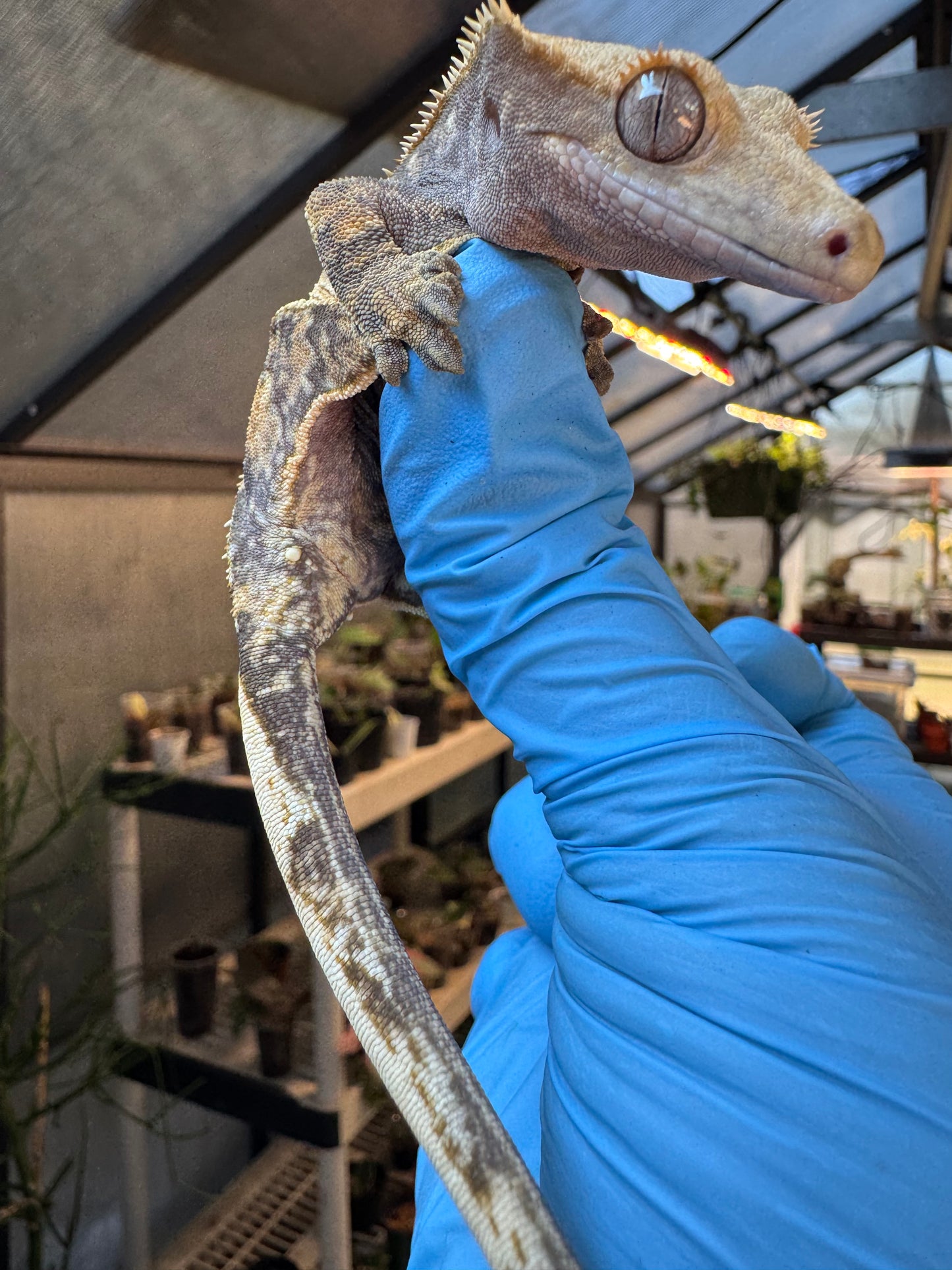 Pizzaz x xxx Extreme Crested Gecko 26g Female