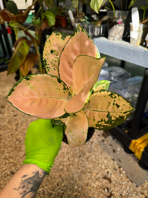 Aglaonema Suksom White