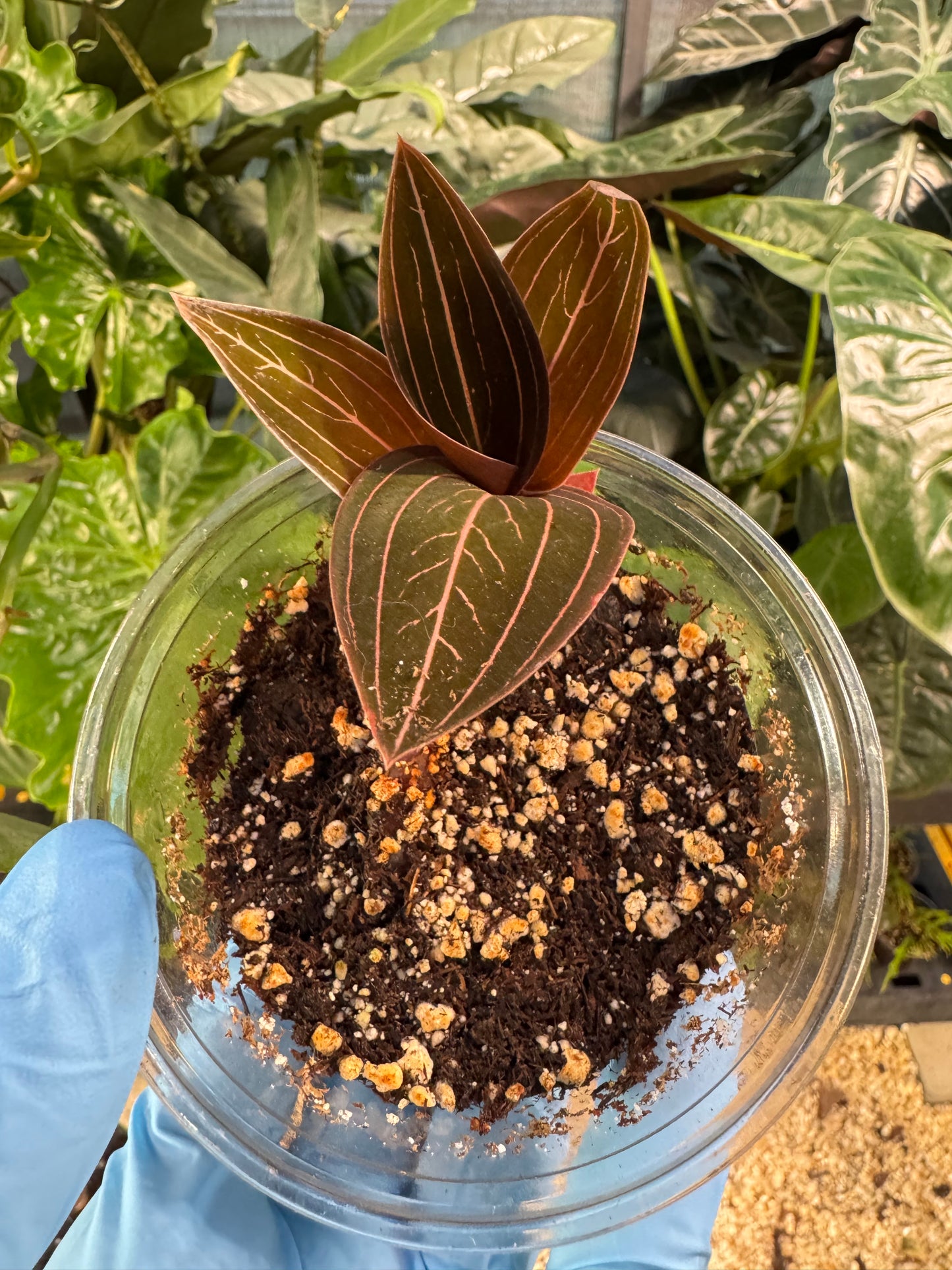 Ludisia Discolor