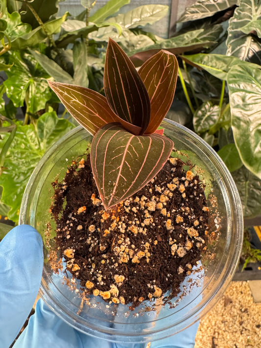 Ludisia Discolor