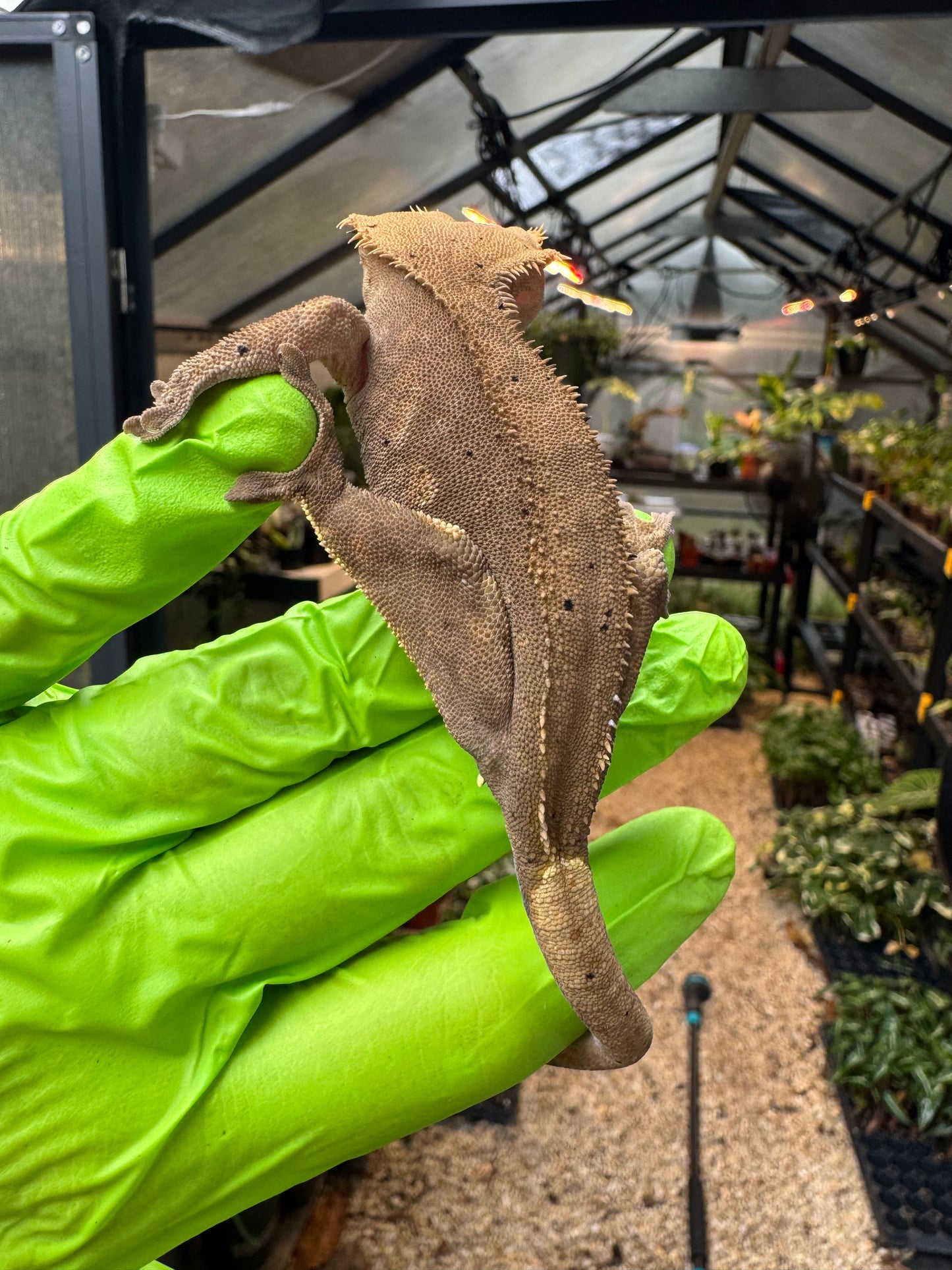 Charcoal Dalmatian Crested Gecko 26g NPV