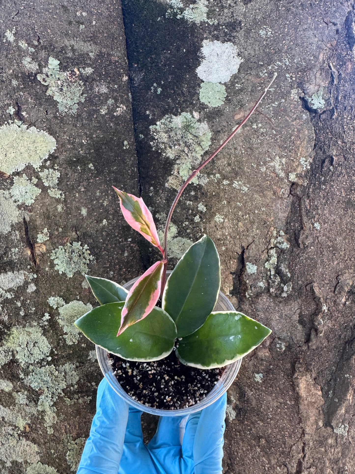 1039 | 3.5” Hoya Carnosa Purple Pride