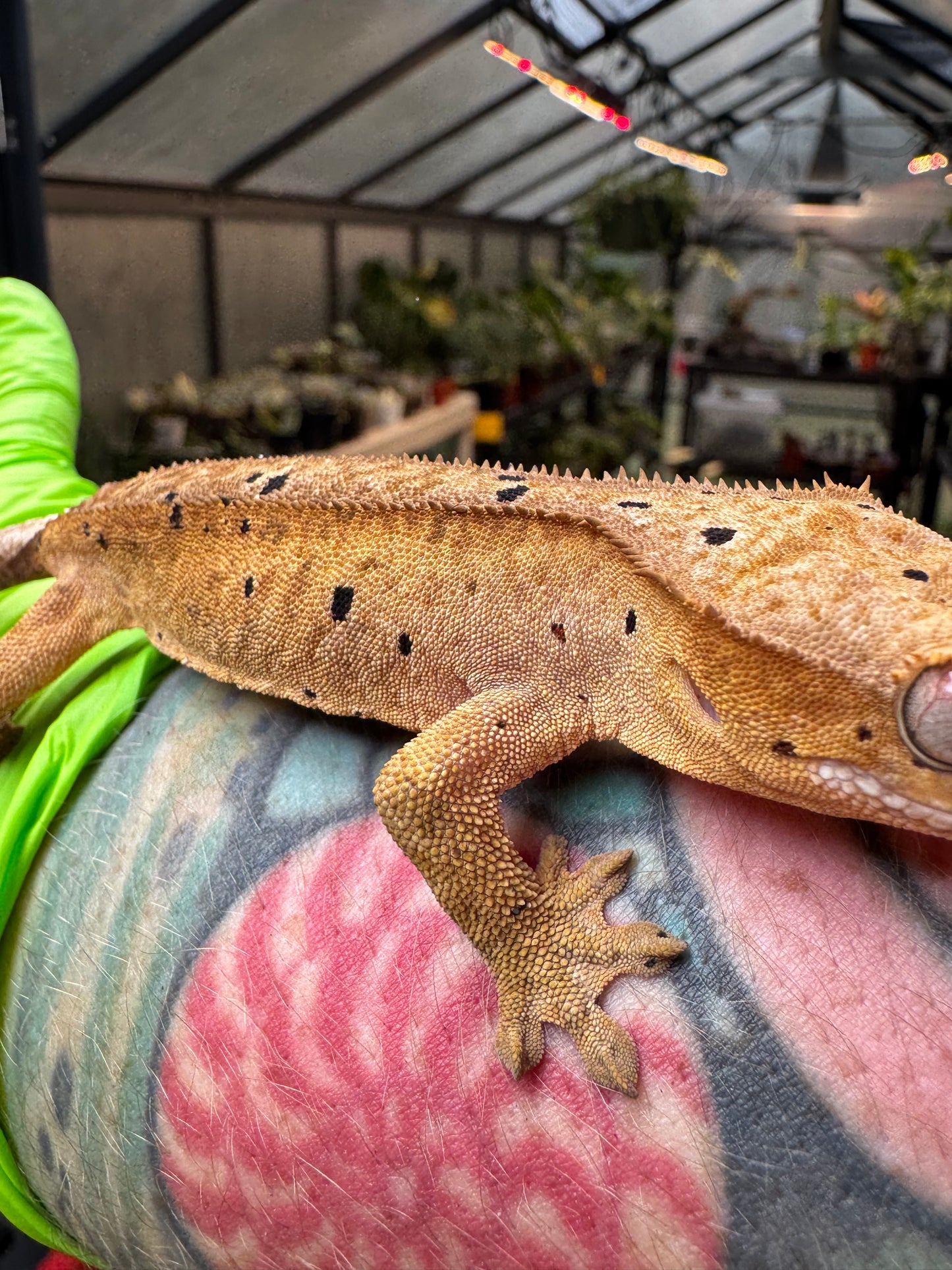 Brindle Dalmatian Crested Gecko 22g NPV