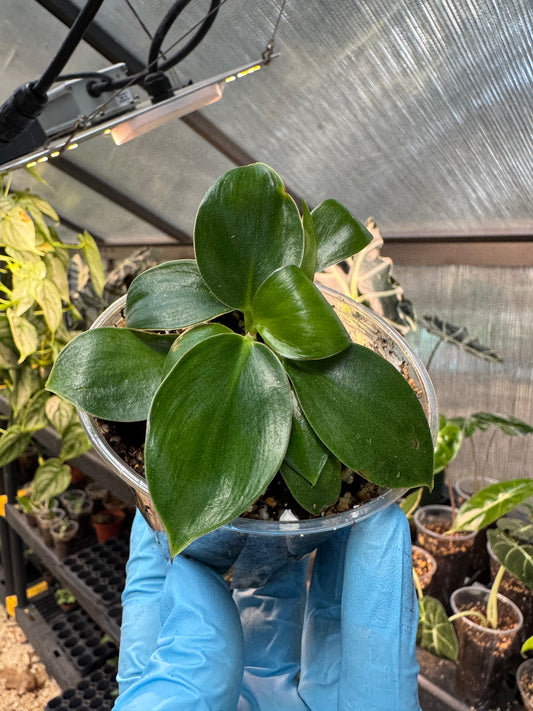 Philodendron Birkin