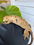 Brindle Dal Crested Gecko NPV 19g