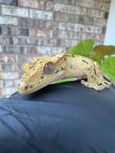 Brindle Dal Crested Gecko NPV 19g
