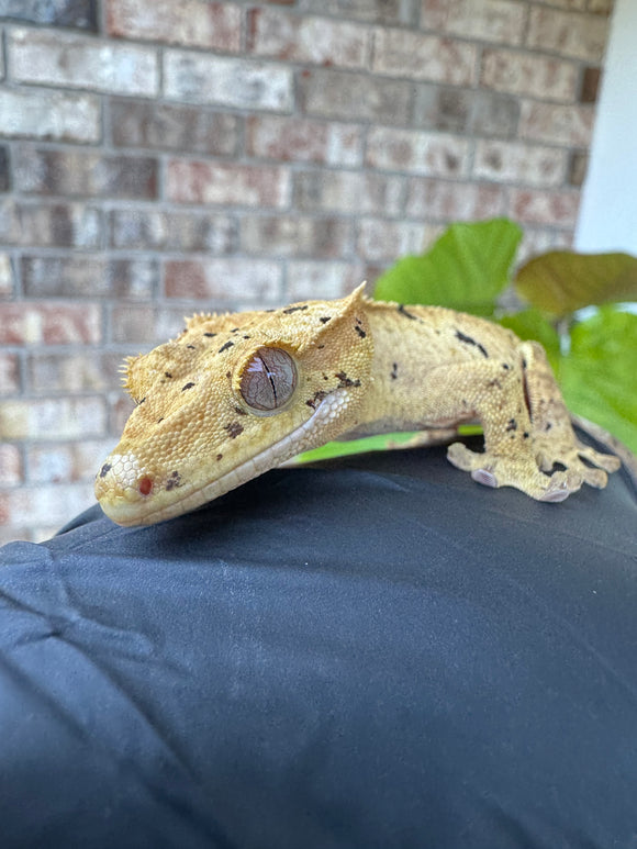 Brindle Dal Crested Gecko NPV 19g