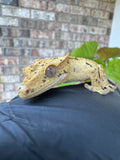 Brindle Dal Crested Gecko NPV 19g