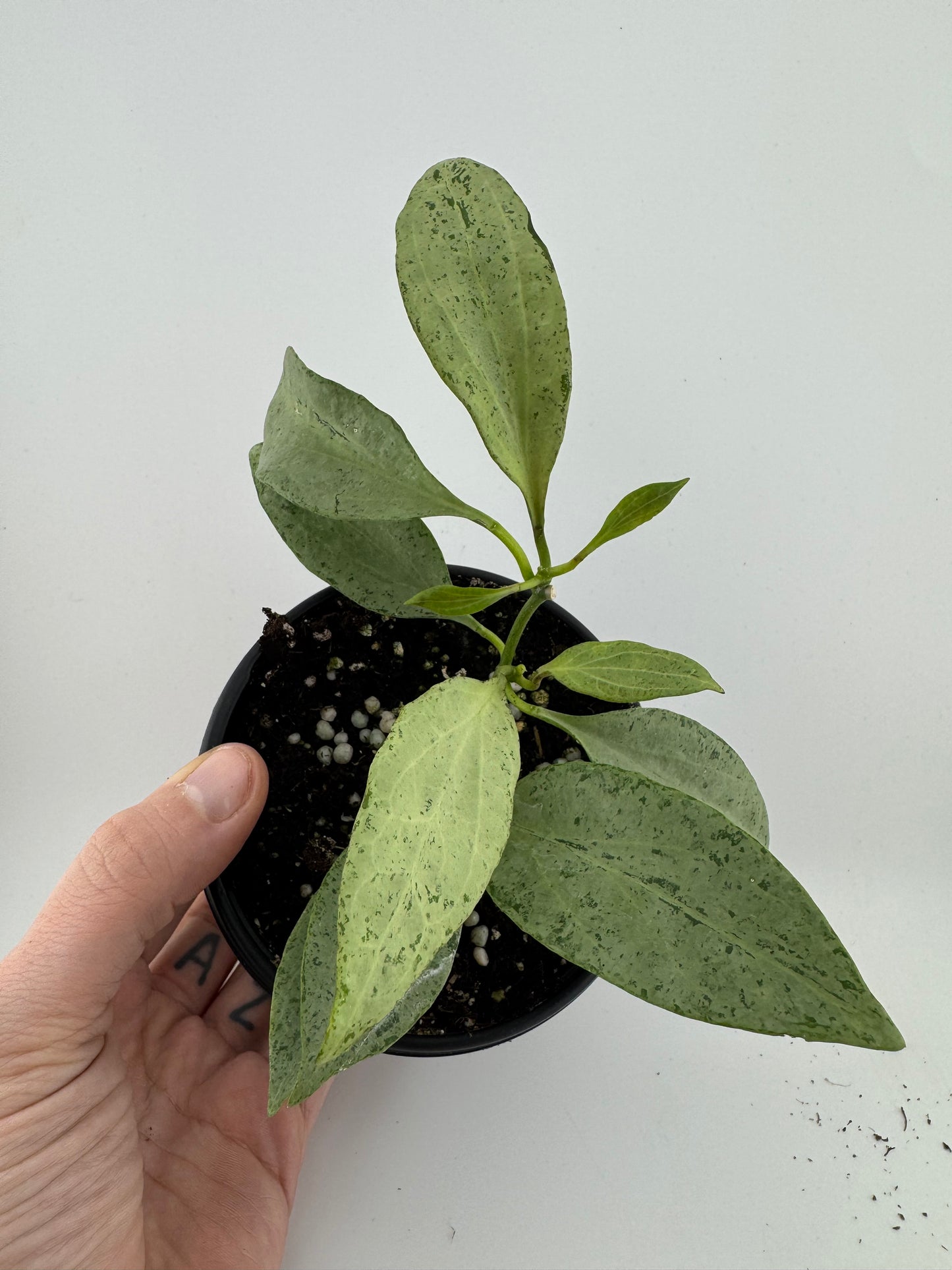 1197 | 4" Hoya New Guinea Ghost