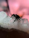 Phidippus Regius Adult Female Mazy