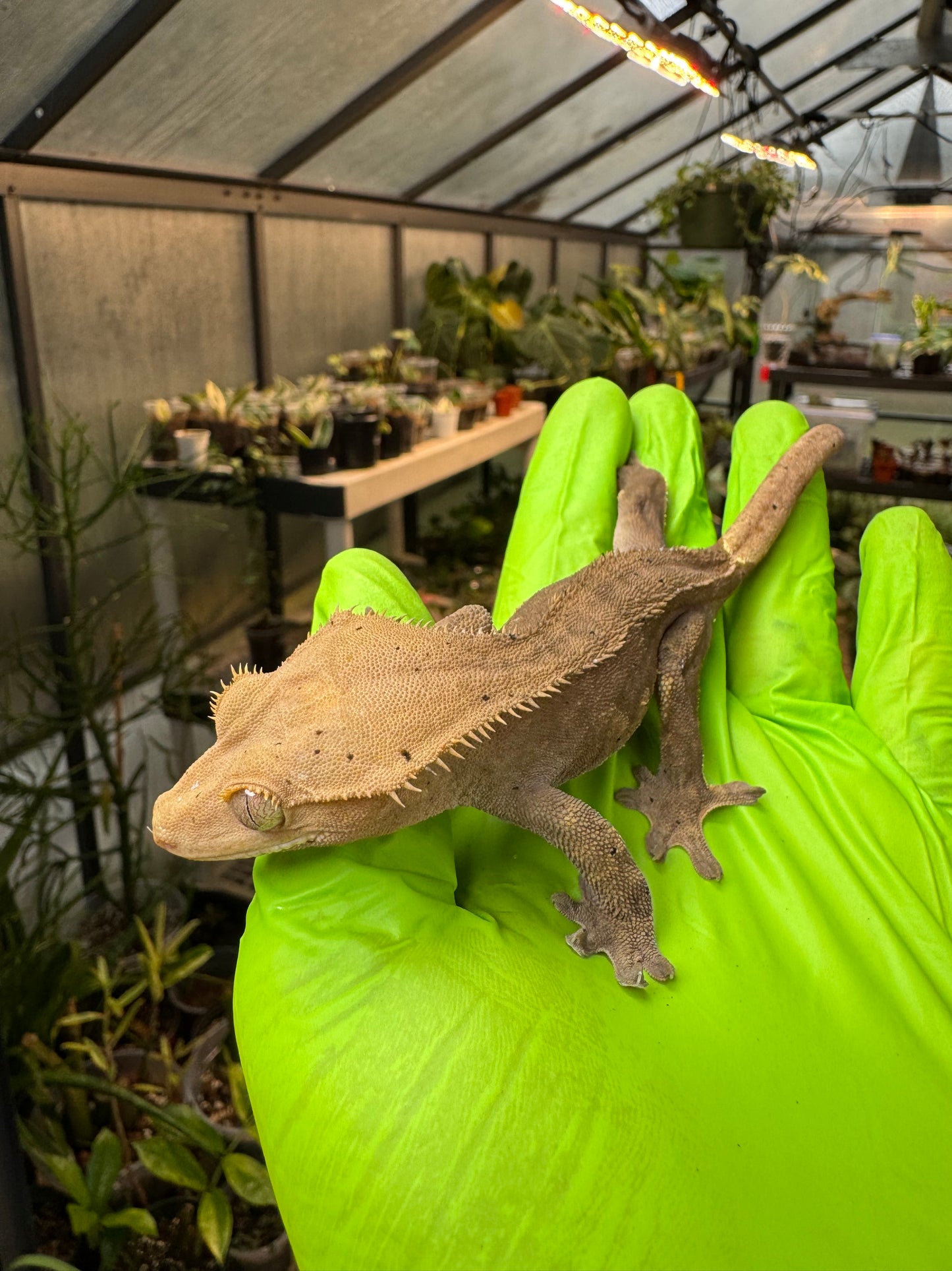 Charcoal Dalmatian Crested Gecko 26g NPV