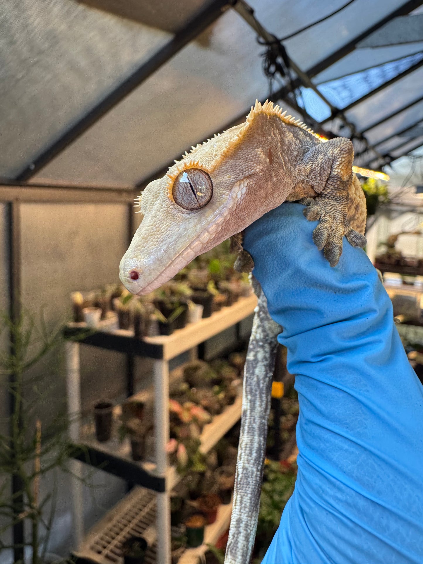 Pizzaz x xxx Extreme Crested Gecko 26g Female