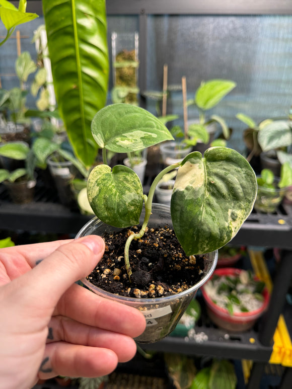 Scindapsus Manguri Variegated