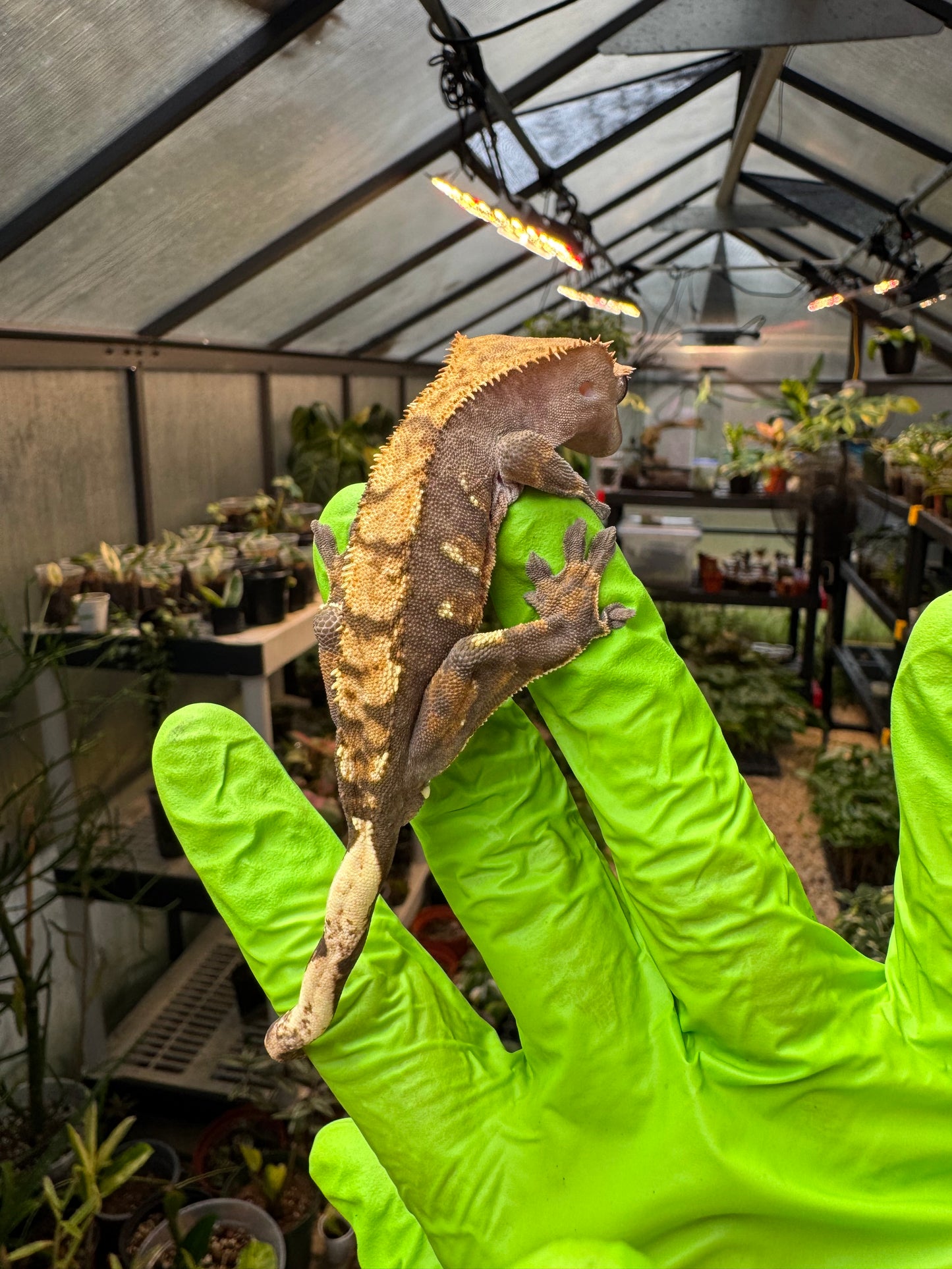 100% het Phantom Crested Gecko 15g Male