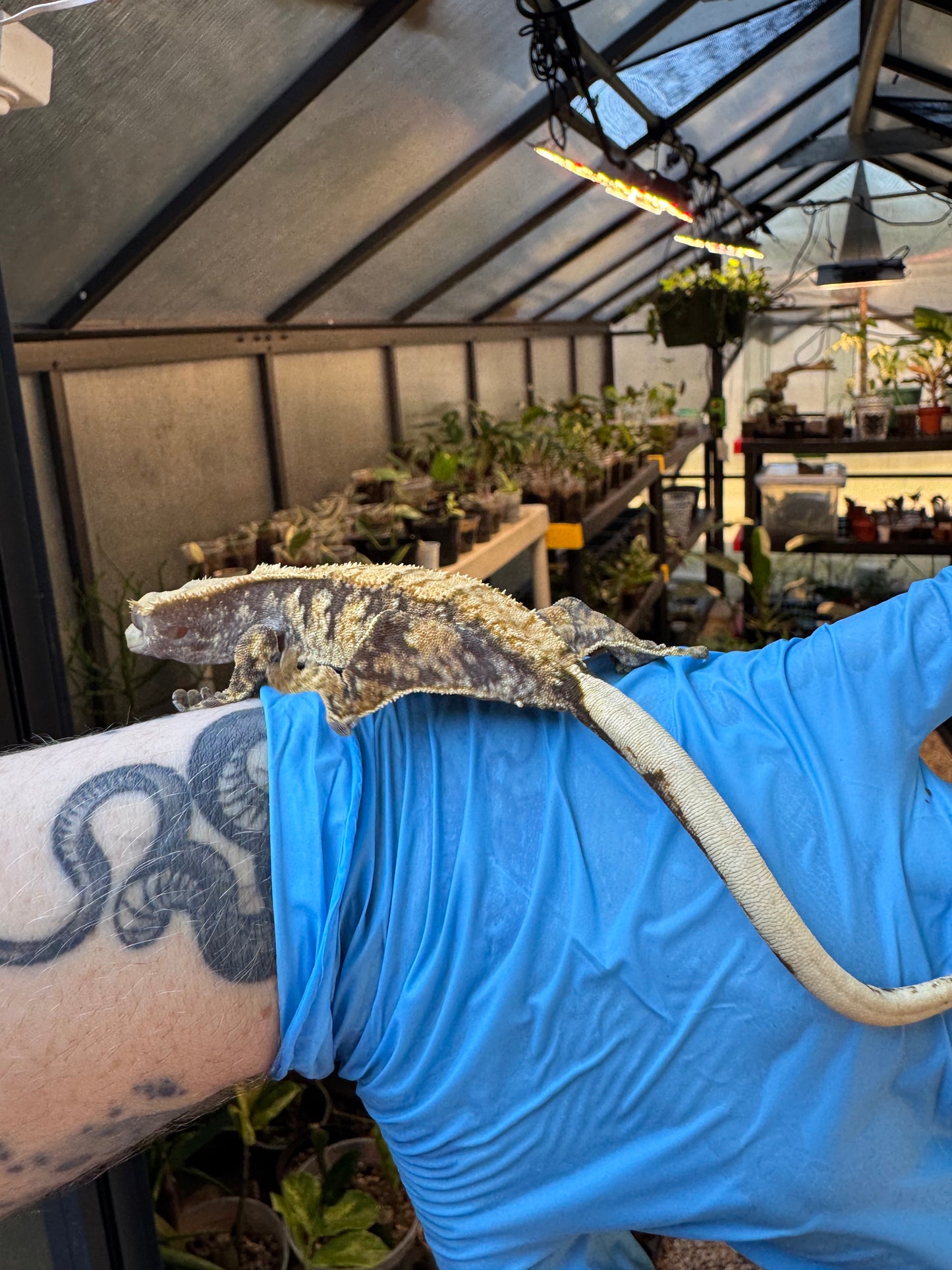 Pizzaz x xxx Extreme Crested Gecko 26g Female