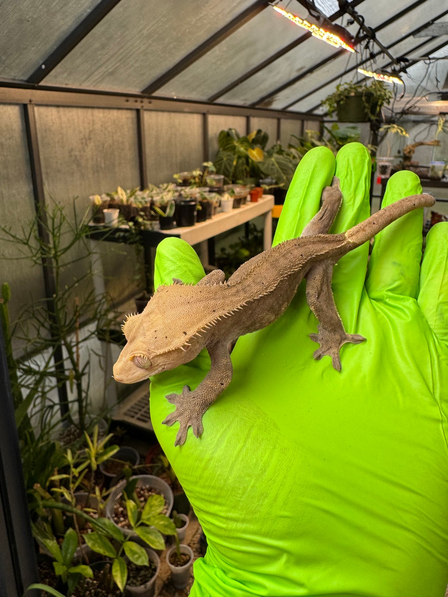 Charcoal Dalmatian Crested Gecko 26g NPV