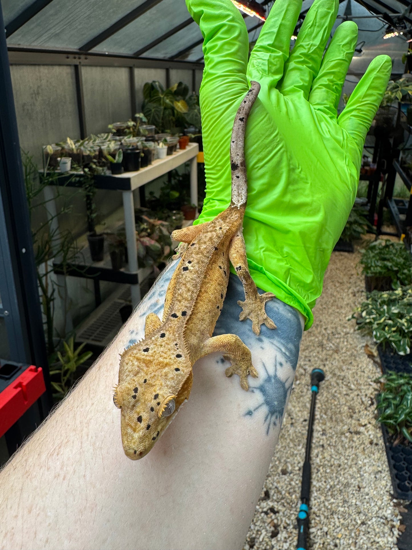 Brindle Dalmatian Crested Gecko 22g NPV