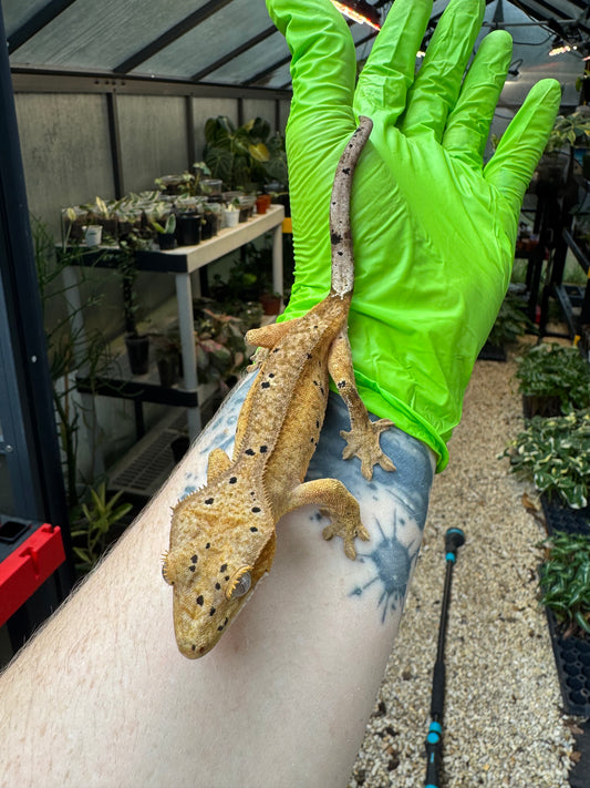 Brindle Dalmatian Crested Gecko 22g NPV