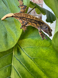 V x V Crested Gecko Male 21g