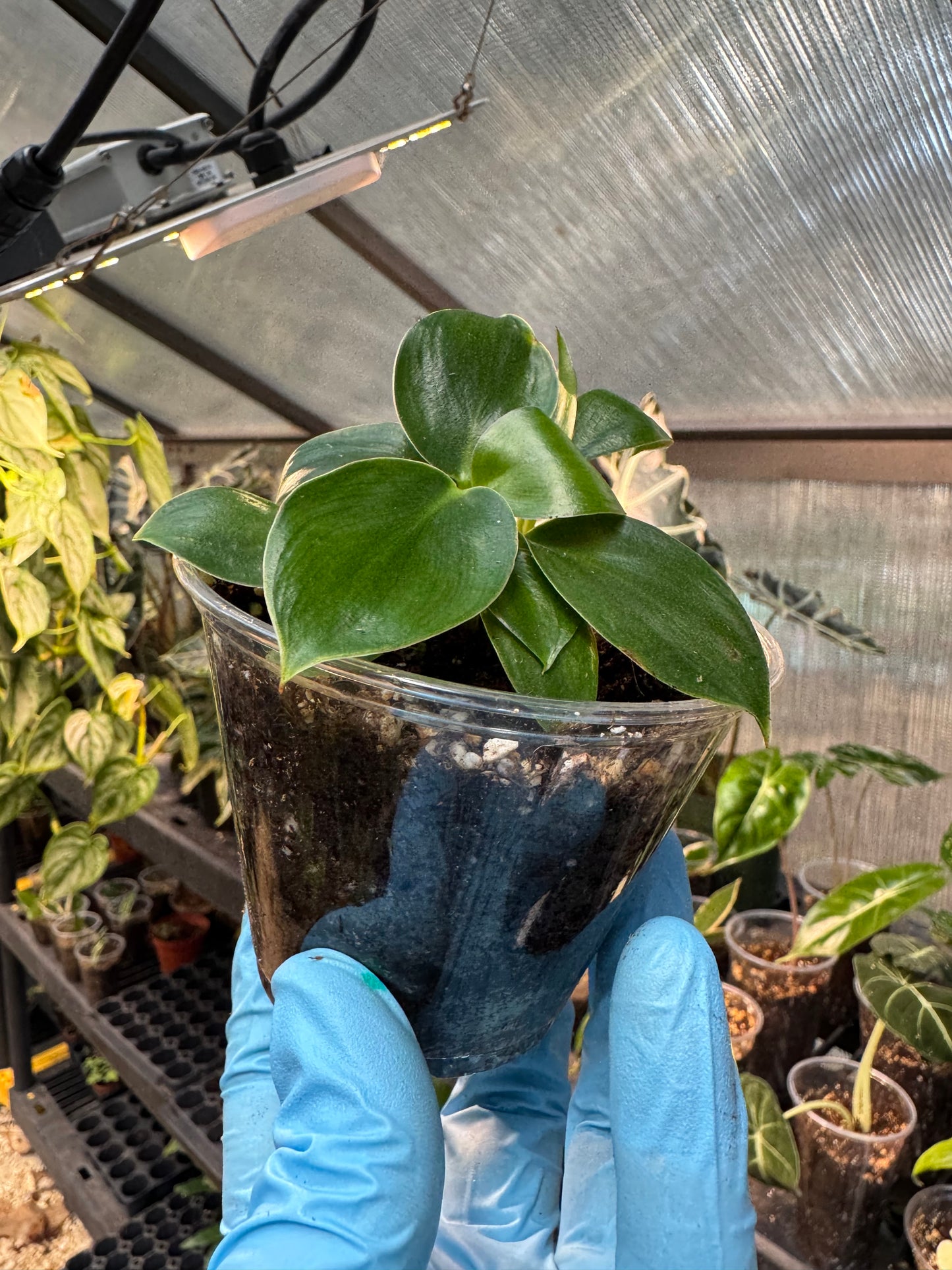 Philodendron Birkin