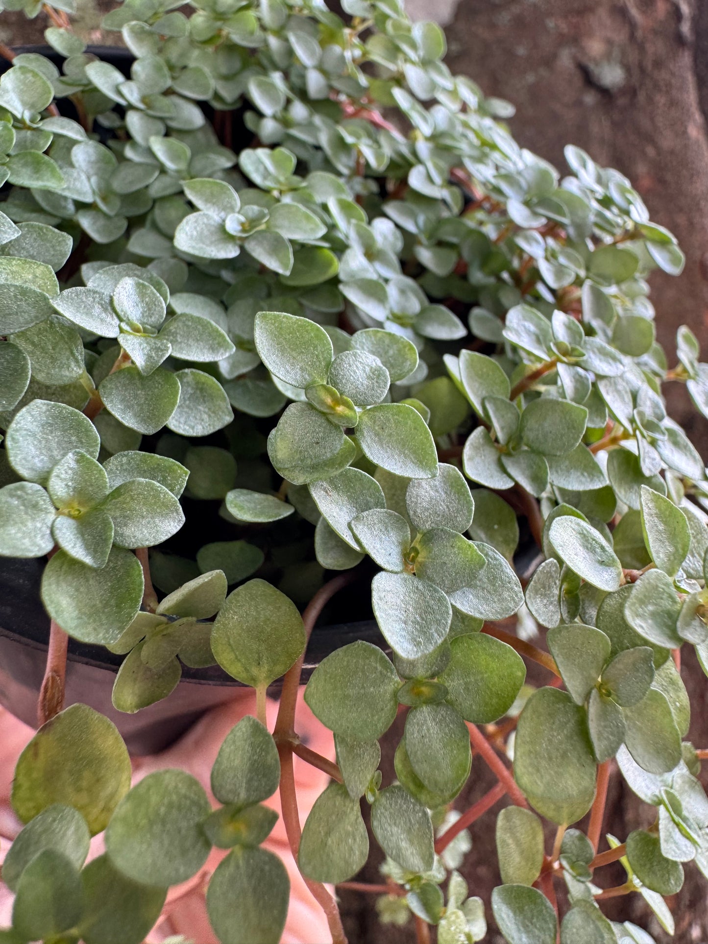 1214 | 4” Pilea Baby Tears