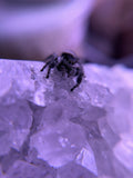 Phidippus Regius Adult Female Angel