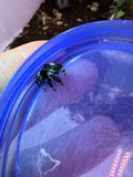 Phidippus Regius Adult Male Pet ID: 11072416