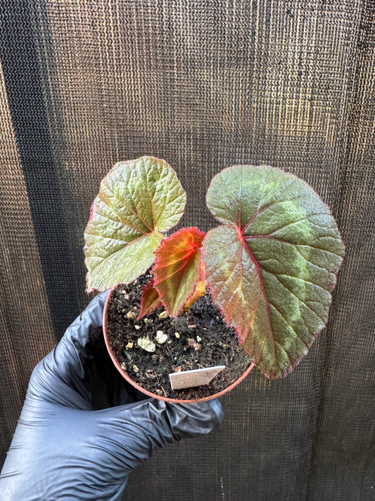 1207 | 3" Begonia Cathayana