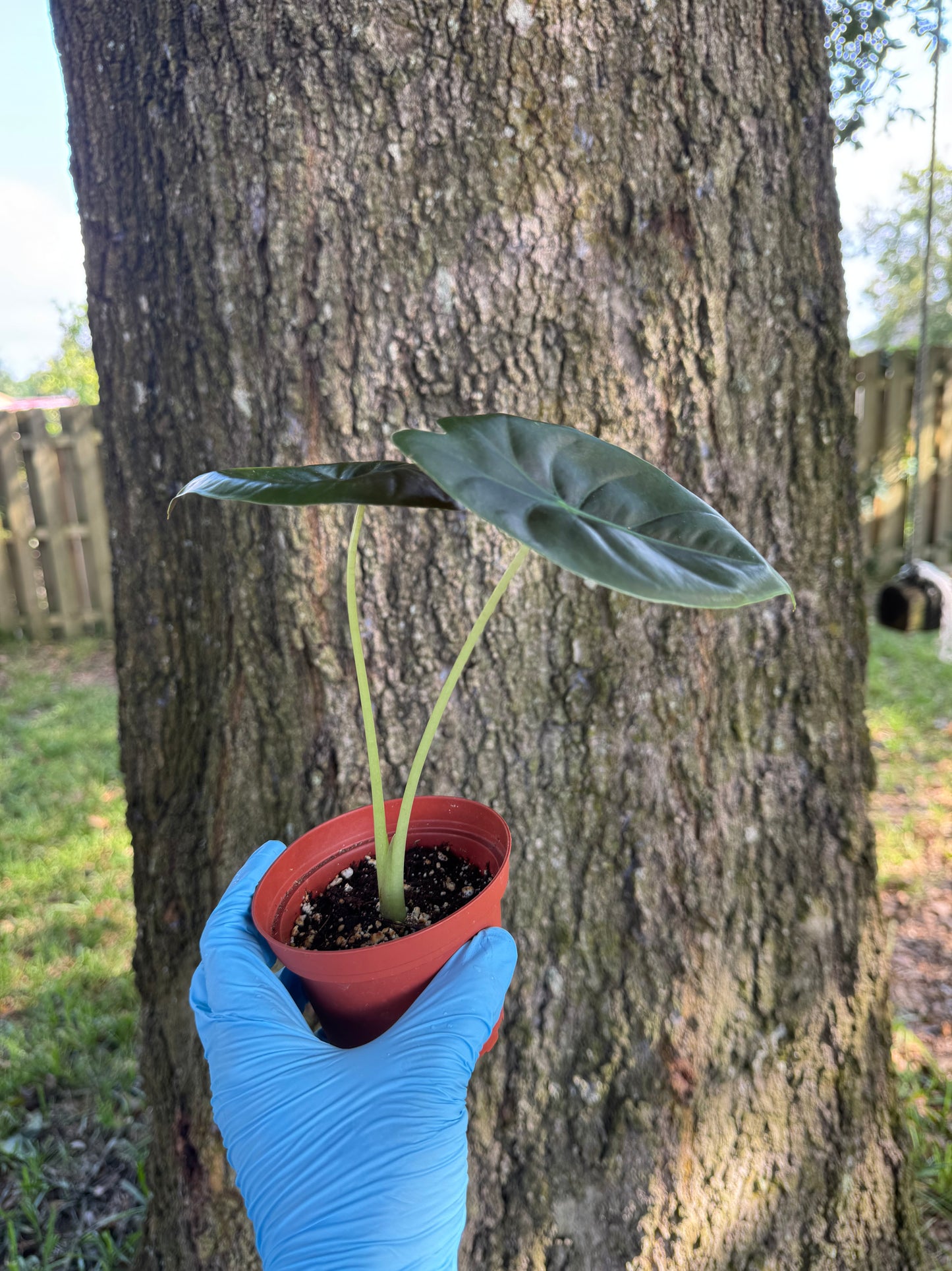 Alocasia Golden Bone
