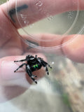 Phidippus Regius Adult Male Pet ID: 11072415