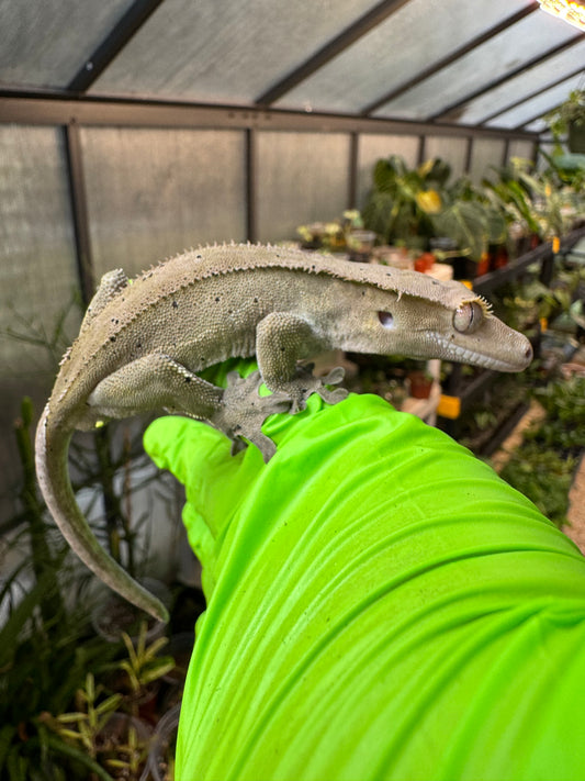Charcoal Dalmatian Crested Gecko 25g Male