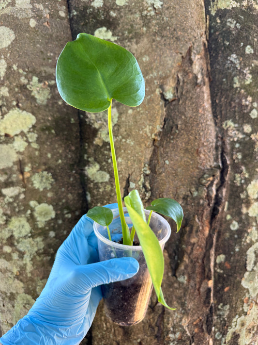 1037 | 3.5” Monstera Deliciosa