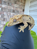 Brindle Dal Crested Gecko NPV 19g