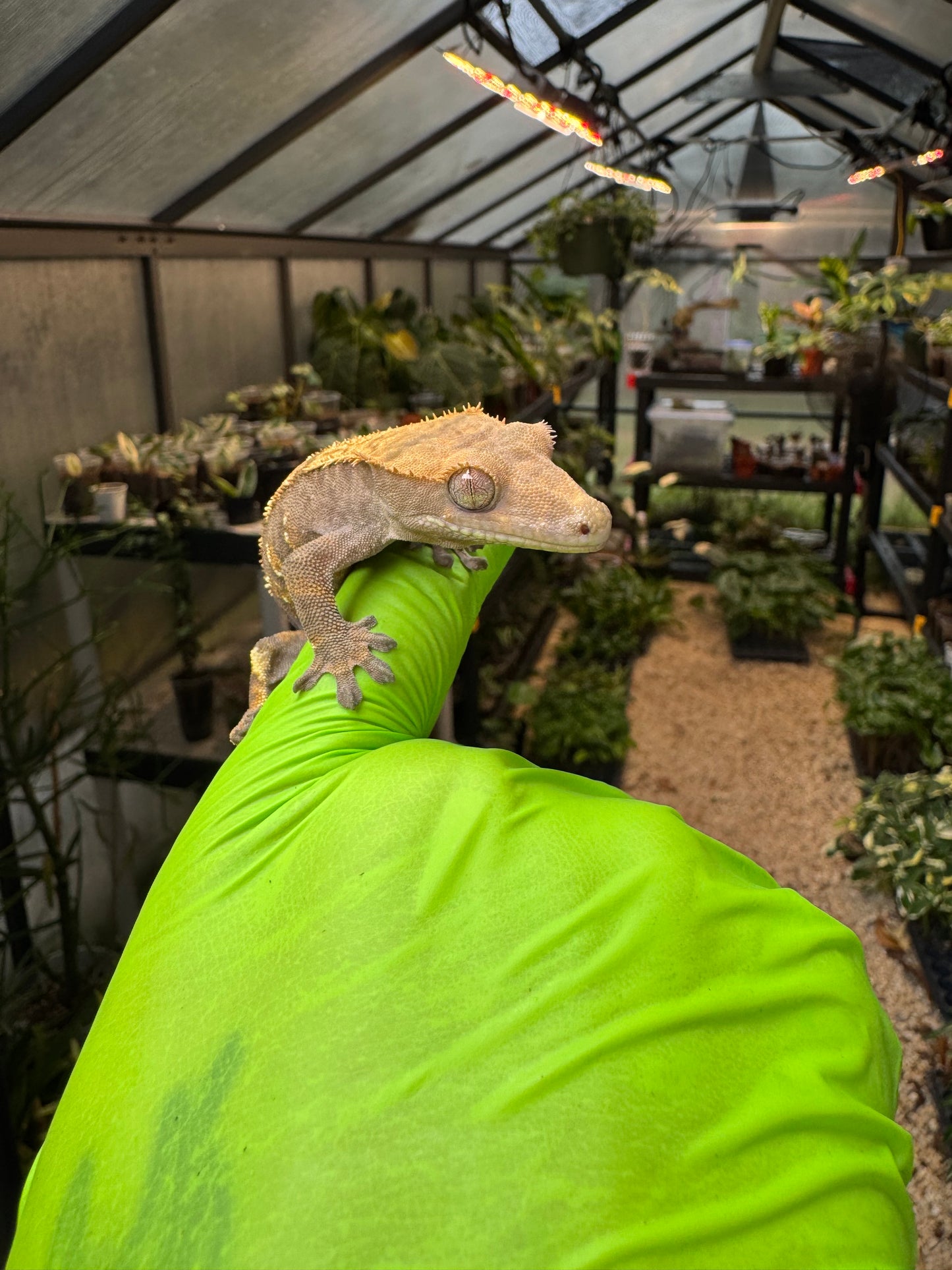 100% het Phantom Crested Gecko 15g Male