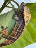 V x V Crested Gecko Male 21g