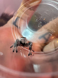 Phidippus Regius i8F Pet ID: 10312443