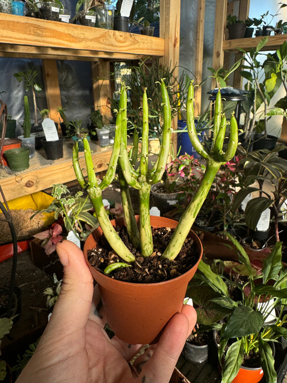 Euphorbia Tirucalli