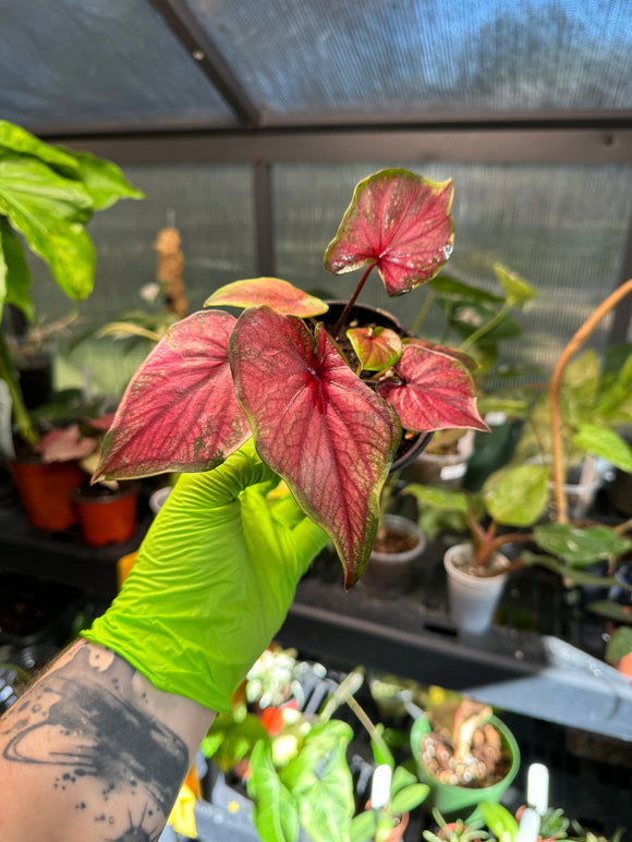 Caladium NOID