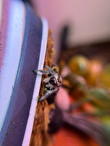 Phidippus Regius Adult Female Pet ID: 10312409