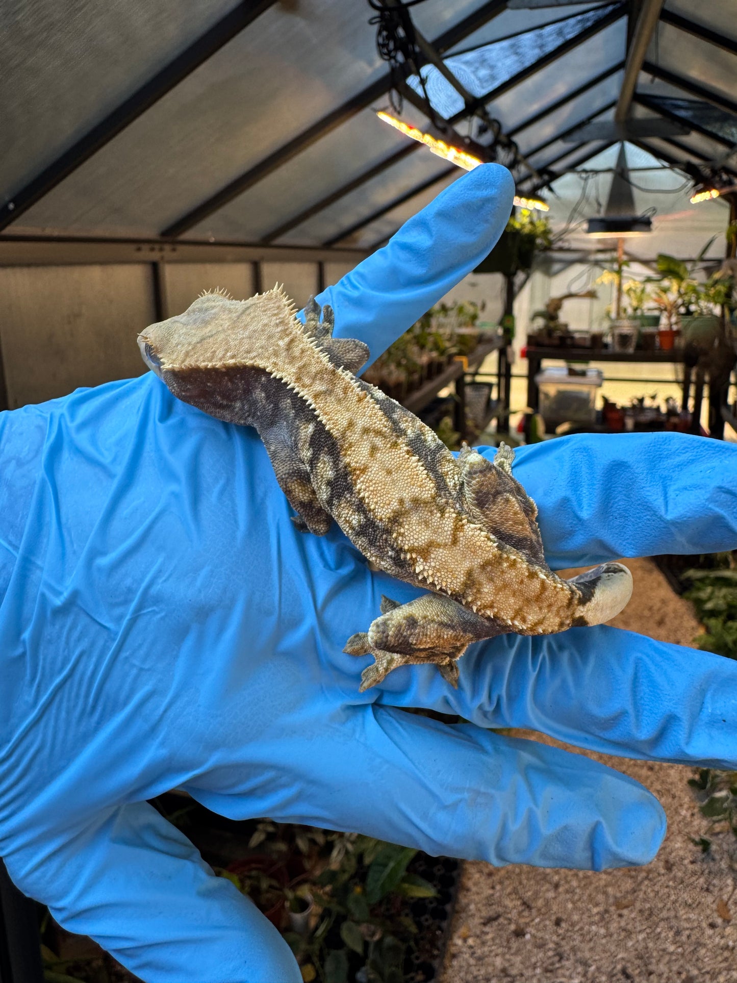 Pizzaz x xxx Extreme Crested Gecko 26g Female