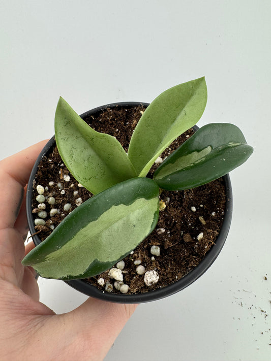 1196 | 4" Hoya Silver Moon