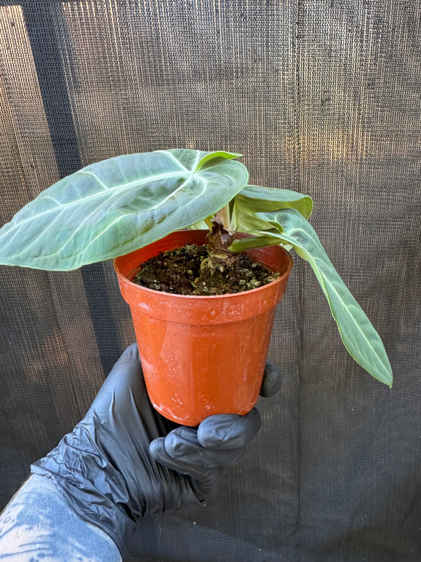 1198 | 4" Anthurium Villenaoru Croat