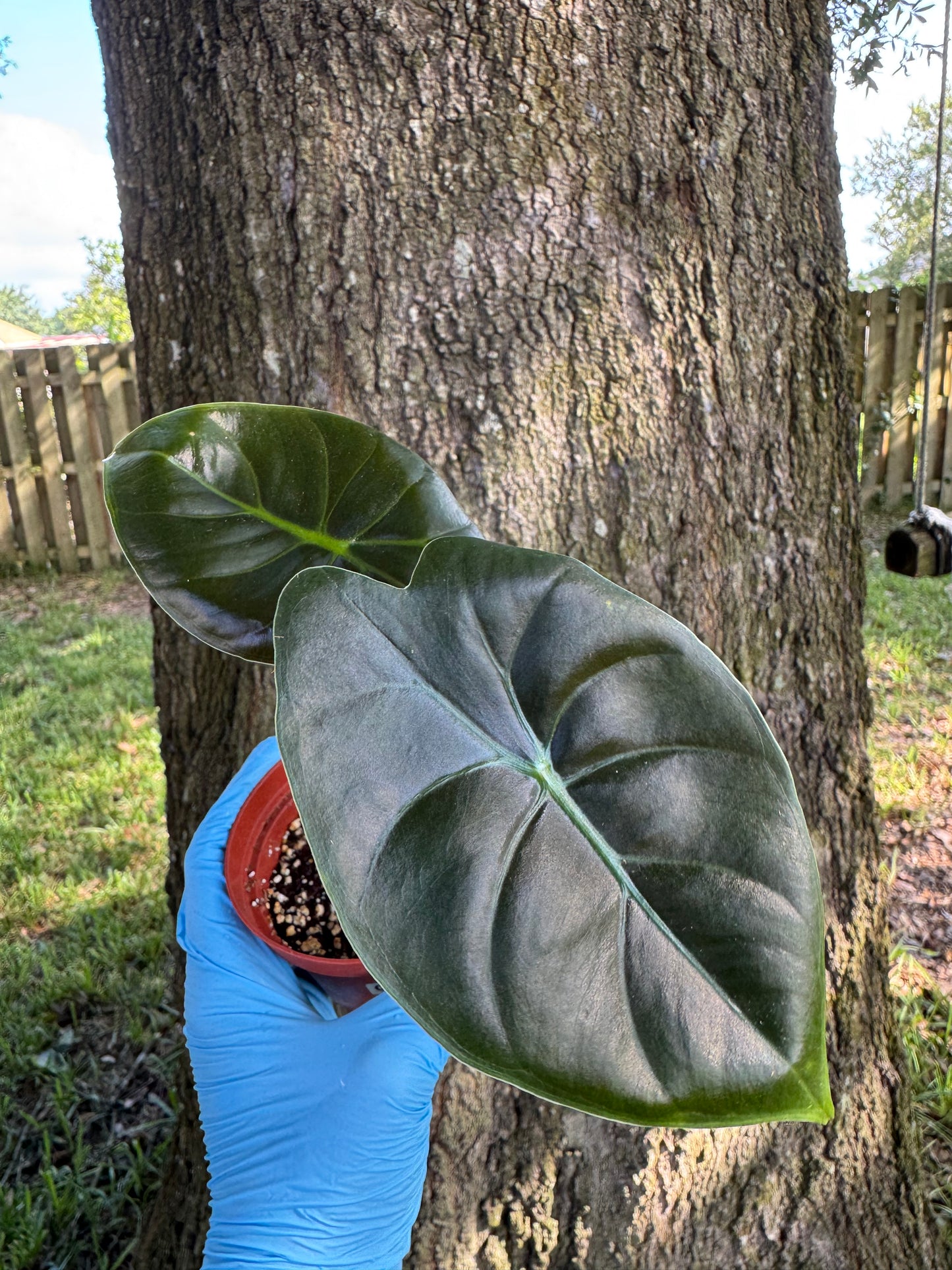 Alocasia Golden Bone