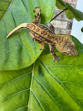 V x V Crested Gecko Male 21g