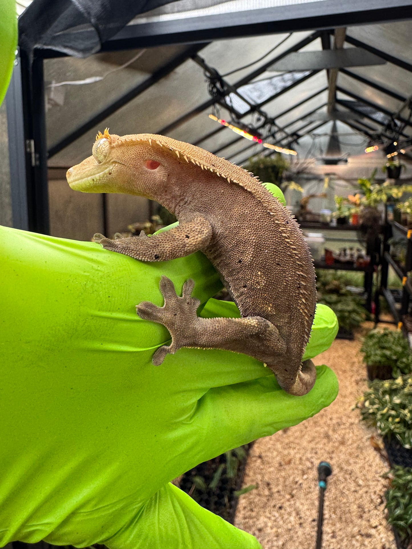 Charcoal Dalmatian Crested Gecko 26g NPV