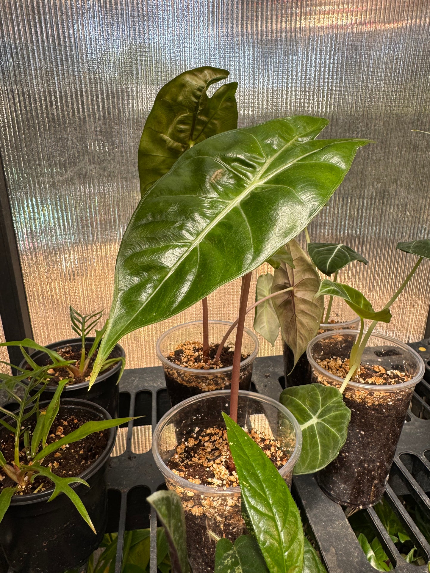 Alocasia Pink Dragon Corm