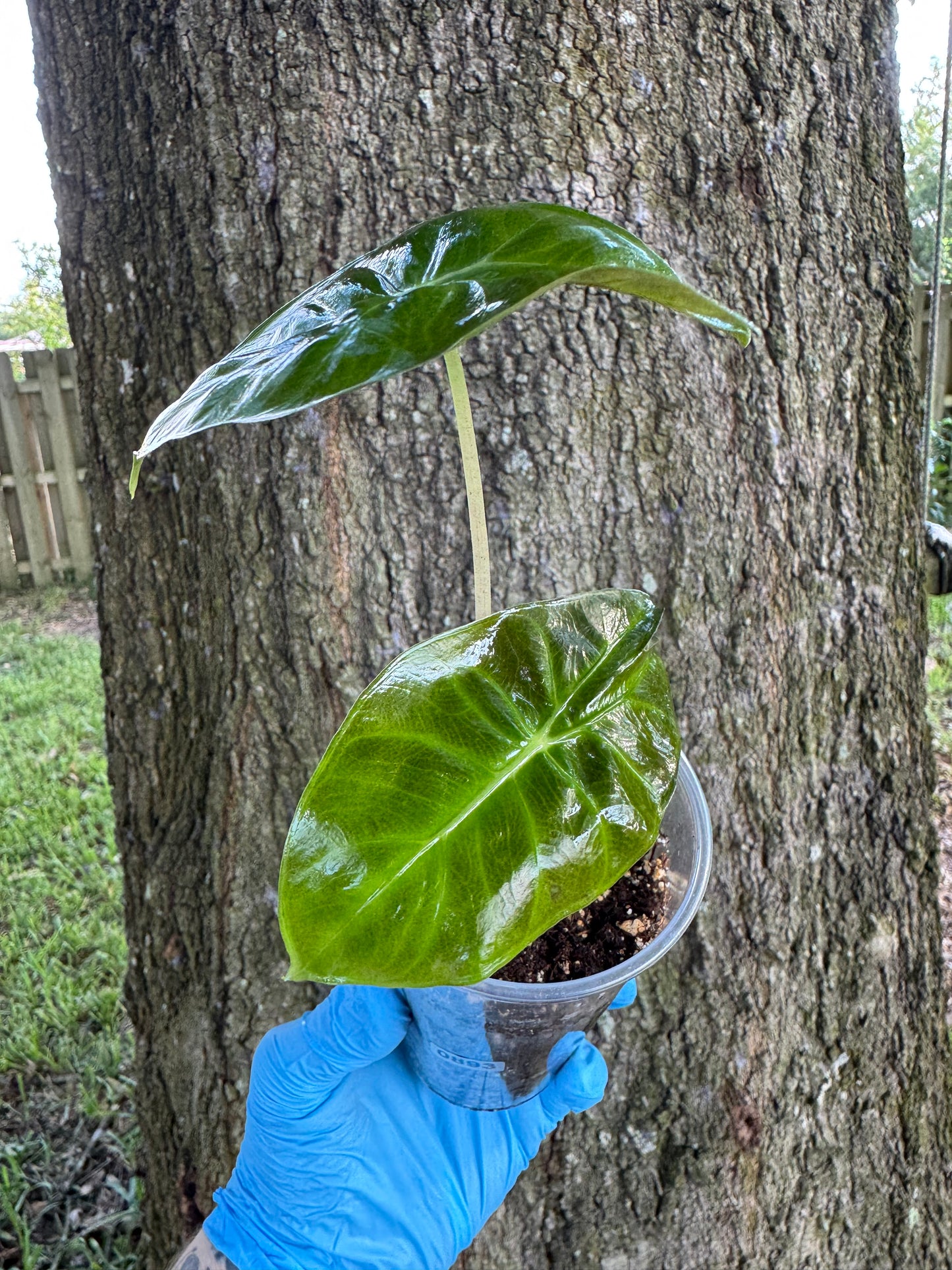 Alocasia Pink Dragon