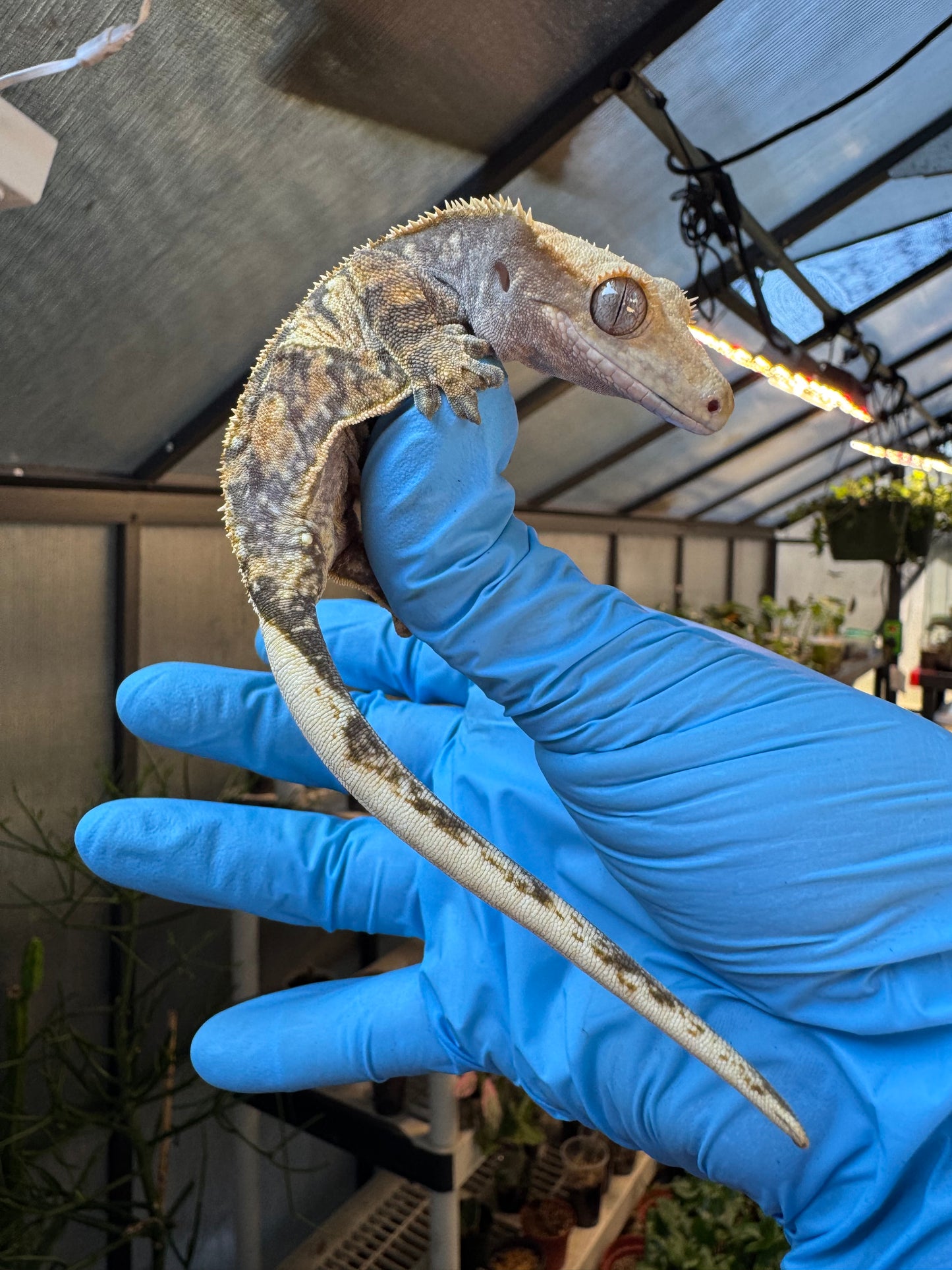 Pizzaz x xxx Extreme Crested Gecko 26g Female