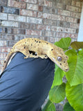 Brindle Dal Crested Gecko NPV 19g